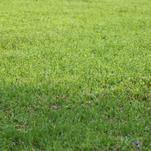 Topdressing